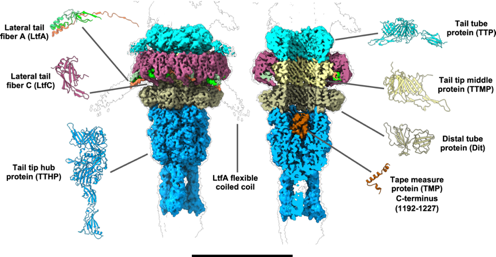 Впервые получена практически полная молекулярная структура бактериофага