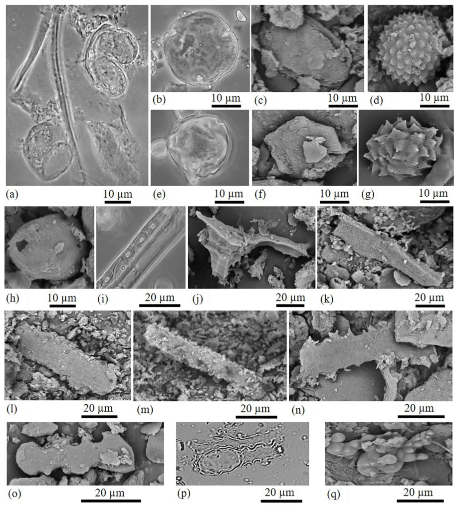 Микрофитофоссилии из нижнеплейстоценовых отложений пещеры Таврида в центральном Крыму: a–h — пыльца: a — сосна Pinus s/g Haploxylon; b — липа Tilia; c — дуб Quercus; d, g — сложноцветные Asteraceae; e — берёза Betula; f — ольха Alnus; h — злаковые Poaceae; i–p — фитолиты; q — цистолит