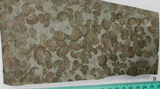 Исследование раннемеловой биоты Джехол в Забайкалье даст новую информацию о ее палеобиогеографическом распространении