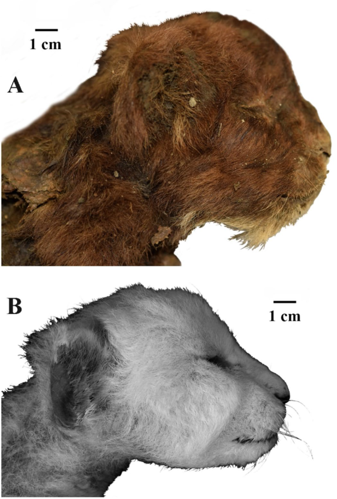 Внешний вид головы детеныша гомотерия (Homotherium latidens), Россия, Якутия, р. Бадяриха, верхний плейстоцен (А), и детёныша современного льва (Panthera leo) (B)