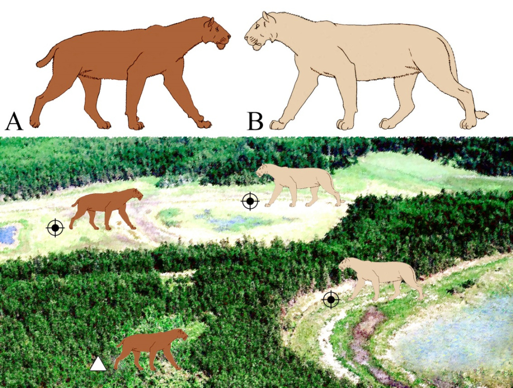 Реконструированная обстановка обитания позднеплейстоценовых саблезубых кошек гомотериев (A) и пещерных львов (B) на реке Бадяриха в северной Якутии. Знаком мишени обозначены охотничьи угодья гомотериев и пещерных львов, белым треугольником — логово гомотериев