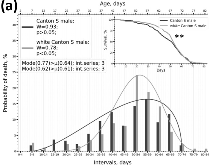 Иллюстрация изменения формы распределения продолжительности жизни при умеренном её увеличении в ответ на введение модельной мутации