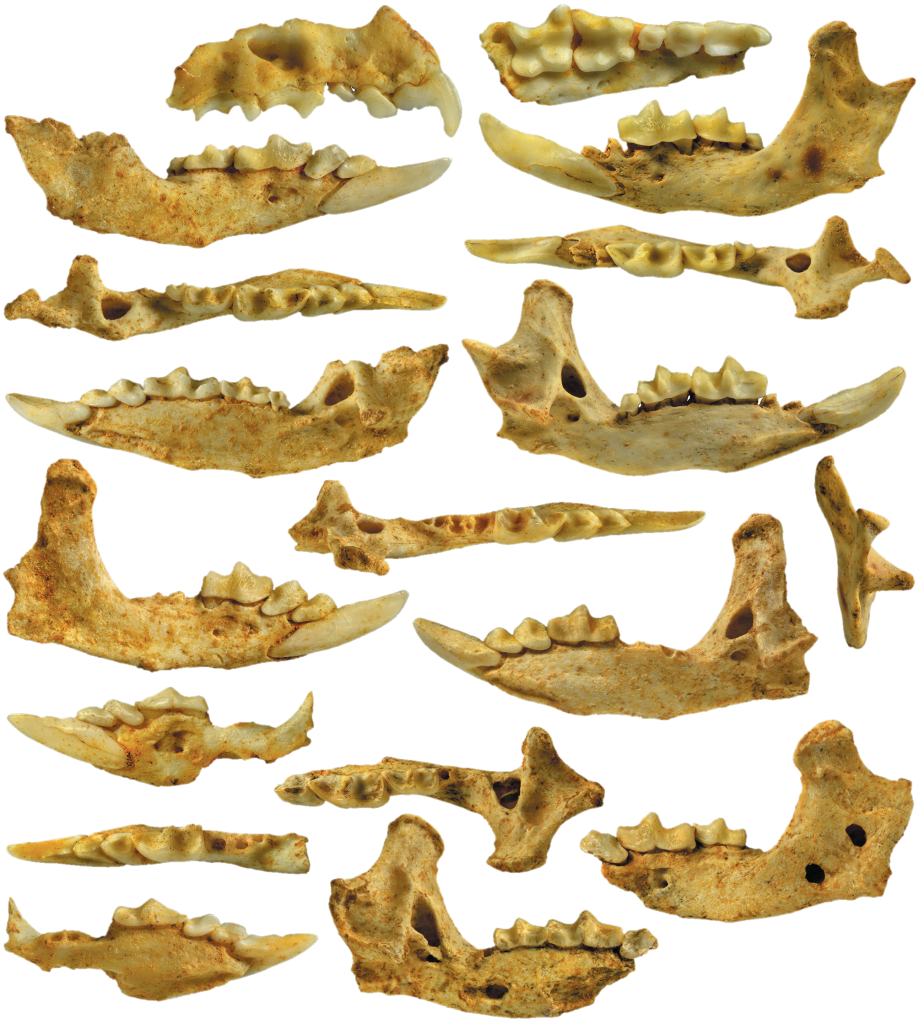 Фрагменты челюстей Anourosorex andabata Lopatin, 2024; Вьетнам, провинция Лангшон, пещера Там-Хай; средний плейстоцен