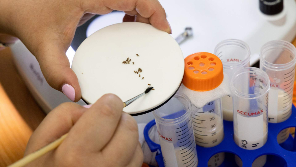  Горы поколений: космические мушки помогут защитить гены людей в дальних полётах