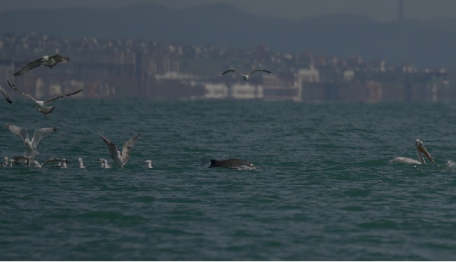 Возобновлены исследования дельфинов в Чёрном море