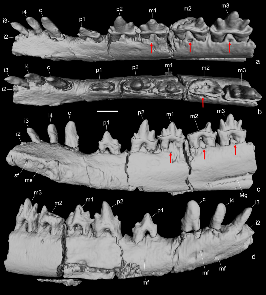 Компьютерная модель правой нижнечелюстной кости Acinacodus tagaricus Lopatin et al., 2010 с разных сторон (a—d); Россия, Кемеровская область — Кузбасс, Чебулинский район, местонахождение Шестаково 3; нижний мел (апт), илекская свита. Красными стрелками показаны ямки зубной пластинки. Обозначены резцы (i2—i4), клык (c), премоляры (p1, p2) и моляры (m1—m3), меккелева борозда (Mg), подбородочные отверстия (mf), нижнечелюстной симфиз (ms) и симфизное отверстие (sf). Масштаб 1 мм