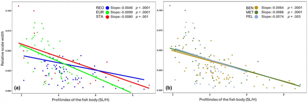 Зависимость размера чешуй и индекса высоты тела рыбы. Исследованные виды классифицированы по предпочитаемым режимам течения (а) и по предпочитаемой среде обитания (b). Линии представляют регрессии филогенетически обобщенных наименьших квадратов (PGLS). (Использованы данные по 136 видам, для которых имеются последовательности баркодового фрагмента COI мтДНК в международной базе NCBI)