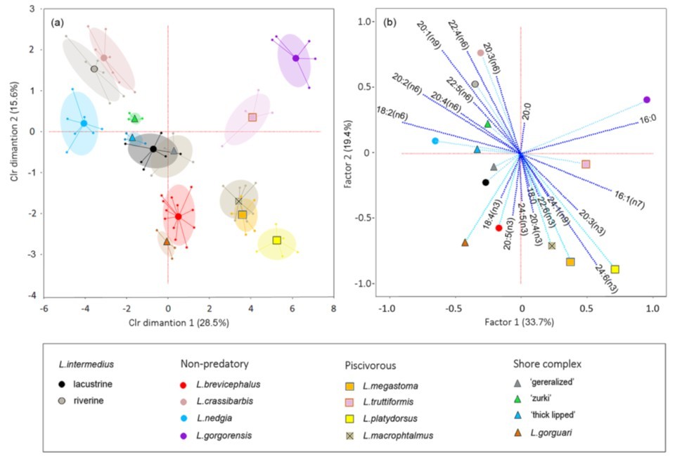 Многомерное шкалирование танских усачей рода Labeobarbus по соотношению жирных кислот. (а) — показаны эллипсы 95 % доверительных интервалов для каждого вида; (b) — факторные векторы жирных кислот, разделяющие виды в пространстве главных компонент