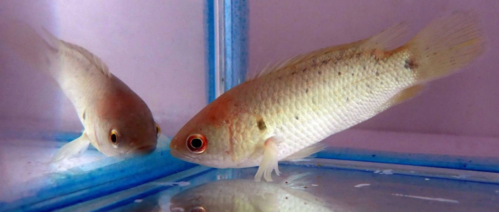 Анабас (Anabas testudineus), рыба-ползун.