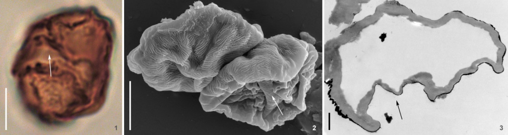 Пыльцевые зёрна Saportanthus parvus: 1 — cветовая микроскопия, пыльцевое зерно, предположительно с дистальной стороны, видна борозда; 2 — сканирующая электронная микроскопия, два пыльцевых зерна, прилегающих друг к другу предположительно проксимальными сторонами с мелкоструйчатой поверхностью; на дистальной стороне видна борозда со сглаженно-струйчатой поверхностью и окружающие её области с волнисто-морщинистой поверхностью; 3 — трансмиссионная электронная микроскопия; стрелка указывает на апертуру (предположительно дистально расположенную борозду). Масштаб: 1, 2 — 5 мкм; 3 — 1 мкм