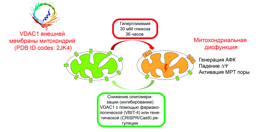 Схема нарушения работы митохондрий при гипергликемии и ее коррекции фармакологическим или генетическим подавлением VDAC каналов