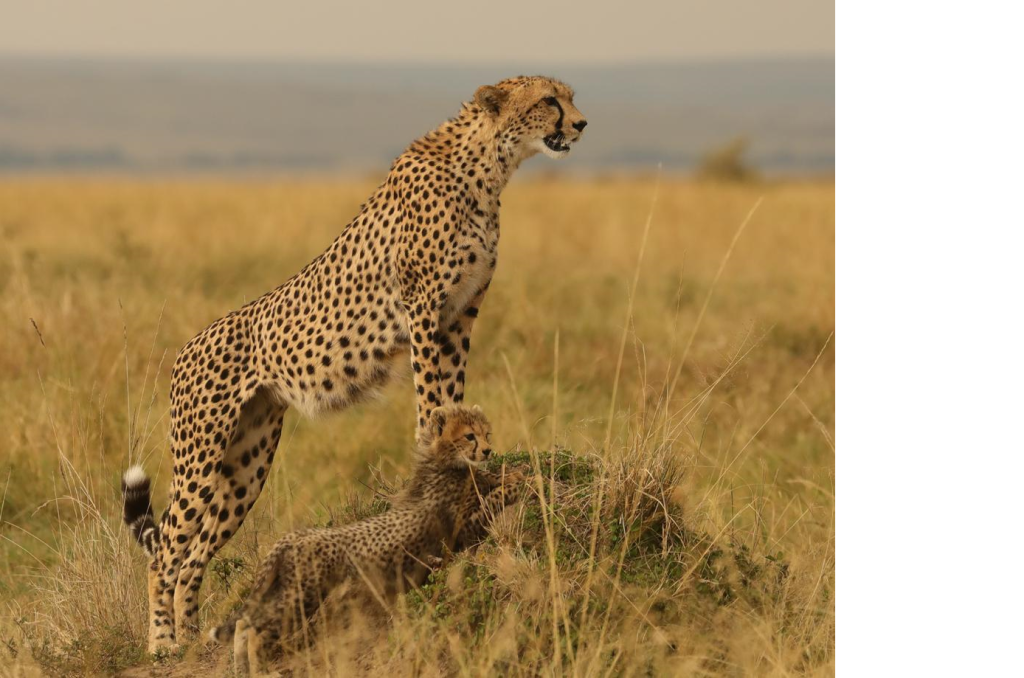 Исследователи описали вокальный репертуар взрослых и детёнышей гепардов в природе