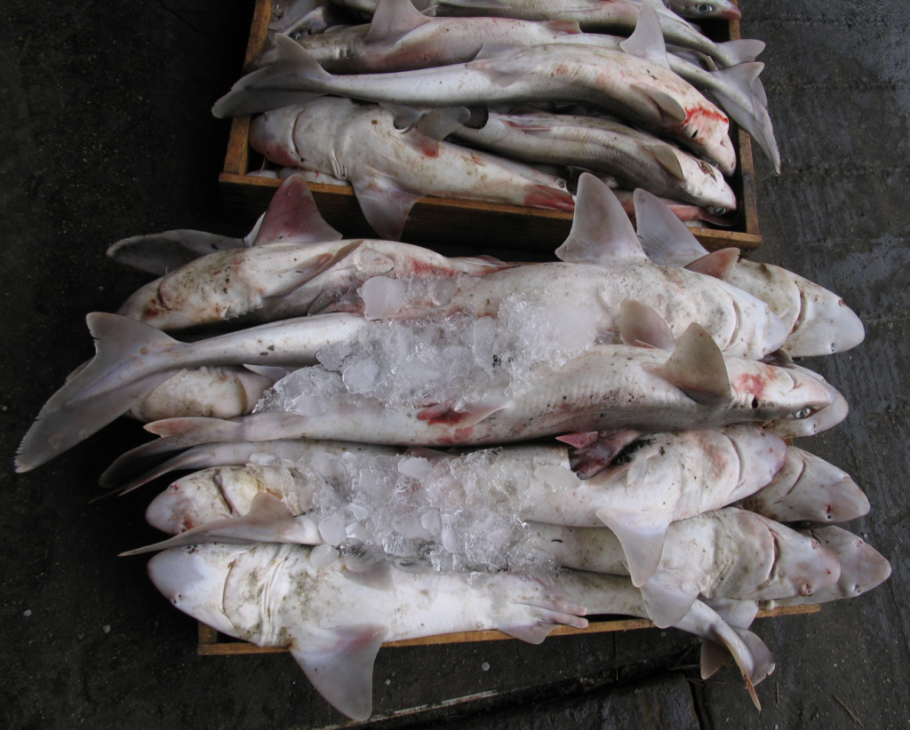 Охлаждённый улов акул на рыбном рынке в Пусане (Республика Корея)