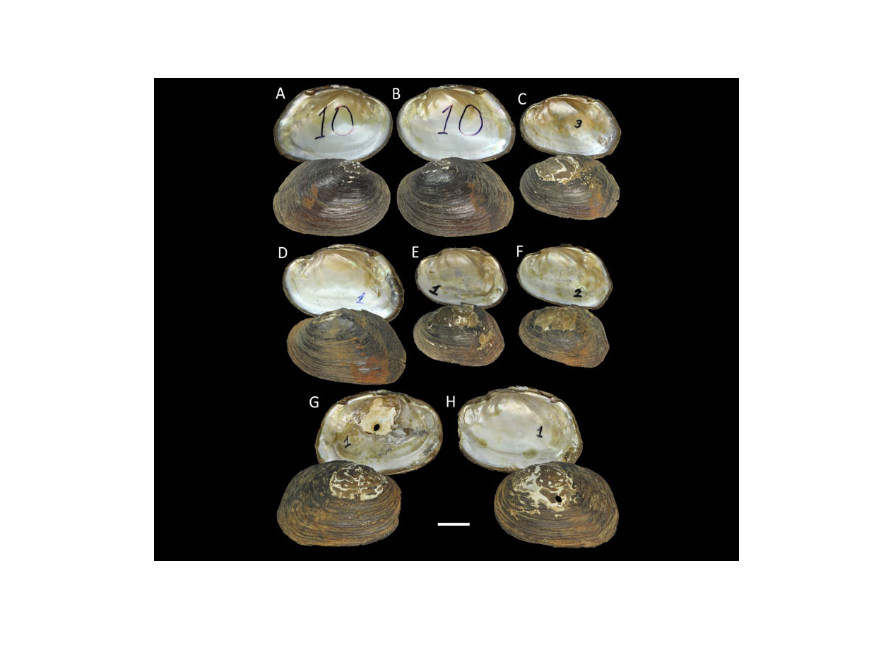 Таксономическая ревизия трибы пресноводных моллюсков Pseudodontini