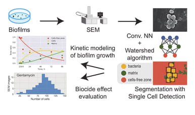 Исследование роста биоплёнок с помощью нейросетей
