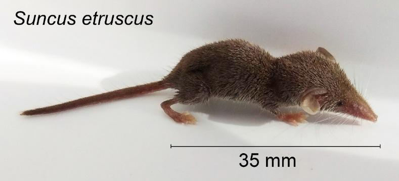 Карликовая многозубка Suncus etruscus Savi, 1822