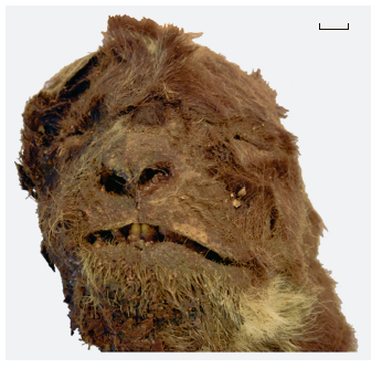 Передний вид головы детёныша Homotherium latidens (Owen, 1846), Россия, Якутия, р. Бадяриха, верхний плейстоцен. Масштаб 1 см