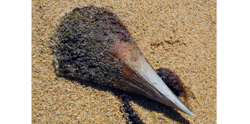 Обнаружен древнейший двустворчатый моллюск рода Pinna