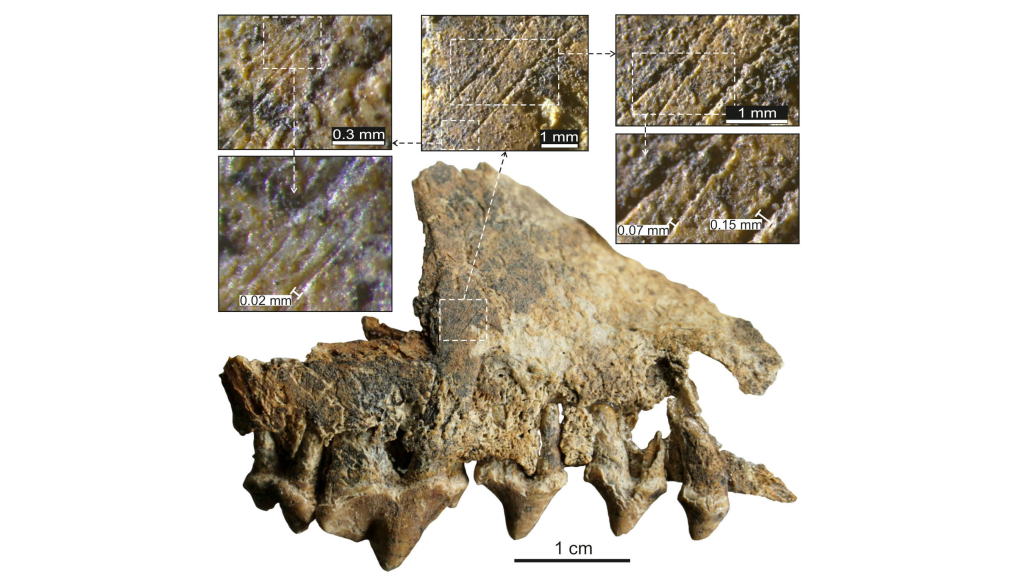 В Западной Сибири нашли палеолитическую «матрешку» из костей песца и мамонта