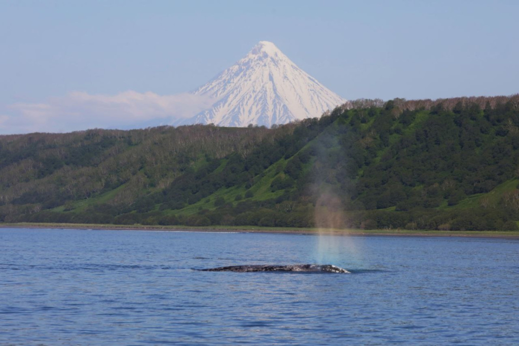 Исследование жизни серых китов в Тихом океане