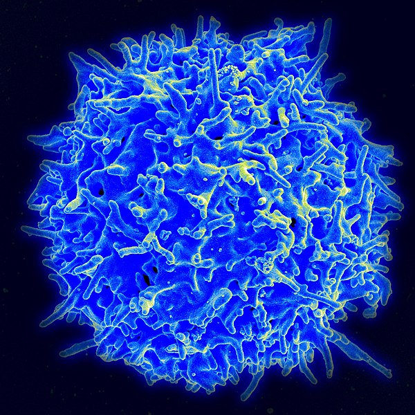 A human T lymphocyte (also called a T cell). Источник: Wikimedia Commons/NIAID Flickr's photostream.