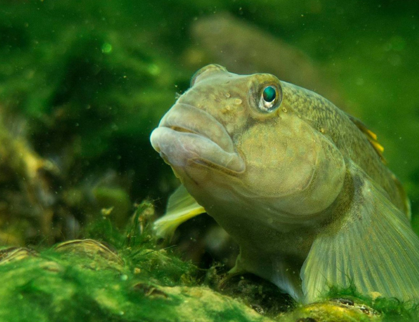 Комплексное применение биохимических и химических методов исследования печени рыбы для оценки качества воды