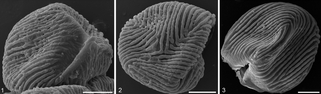 Споры Cicatricosisporites venustus на СЭМ: 1 — спора, видна трехлучевая щель на проксимальном полюсе и сглаженная поверхность вокруг неё; 2 — спора, вид с дистального полюса; 3 — спора, вид с экватора. Масштабный отрезок — 10 μm