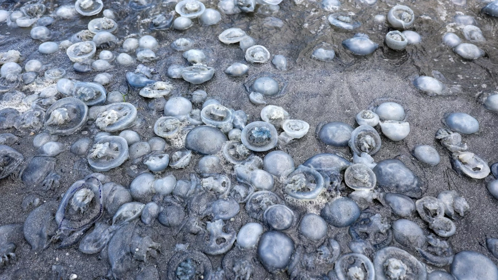 Взрывной рост численности медуз в Азовском море связан с его осолонением
