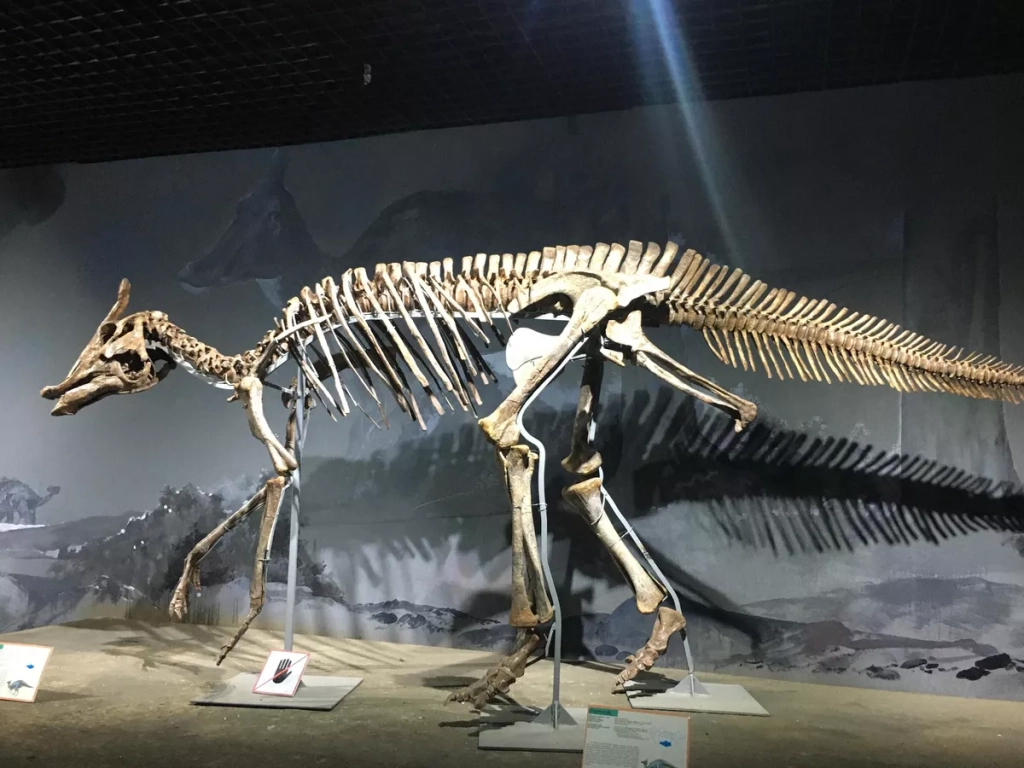 Скелет травоядного гадрозавра в Музее естествознания в Улан-Баторе, Монголия