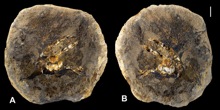  Левая и правая половинки конкреции с окаменелыми остатками пагуроида Mutotylaspis tripudium. Длина масштабного отрезка — 10 мм