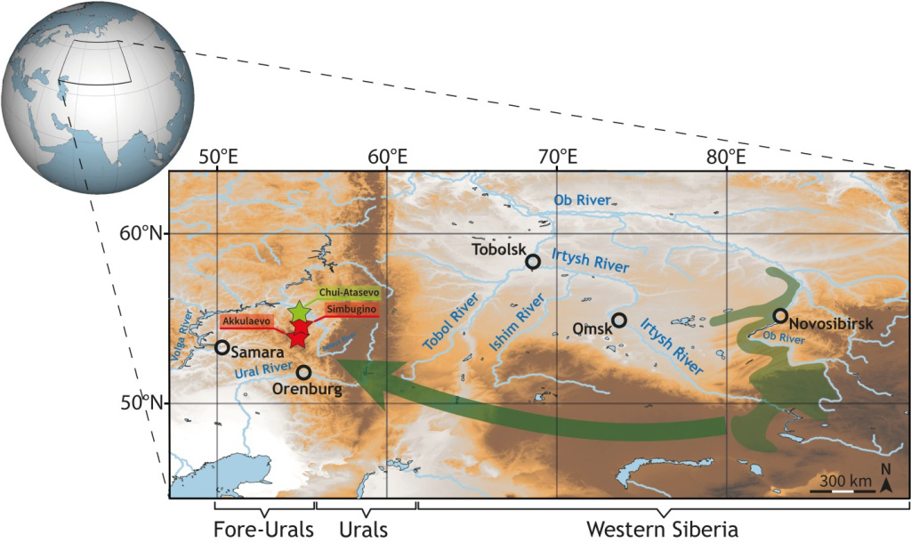 Раннеплейстоценовые (красный цвет) и среднеплейстоценовые (светло-зеленый цвет) местонахождения Предуралья с остатками цокоров. Область, закрашенная тёмно-зелёным цветом, соответствует максимальной области распространения&nbsp;Myospalax myospalax&nbsp;Laxmann, 1773 в историческое время. Стрелкой показан предполагаемый путь миграции цокоров из Западной Сибири в Предуралье
