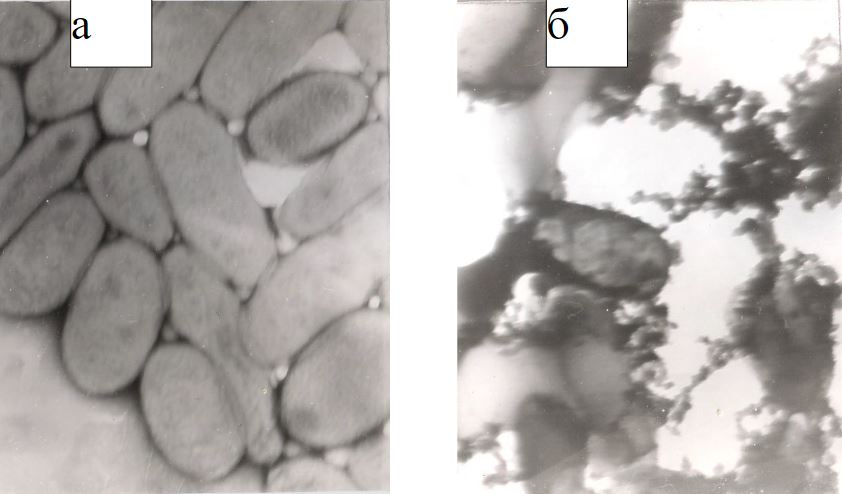 Рисунок 1. Морфология бактерий E. Coli: а – контроль в буферном растворе STE; б – экспозиция в водном экстракте шунгита. Увеличение: 40000.