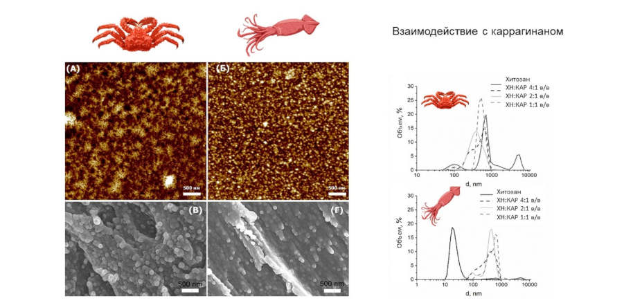 Сравнение хитозана из кальмара и краба открывает новые перспективы для медицины и биоинженерии