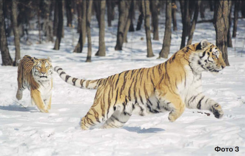 ФНЦ Биоразнообразия ДВО РАН: О тиграх – с любовью