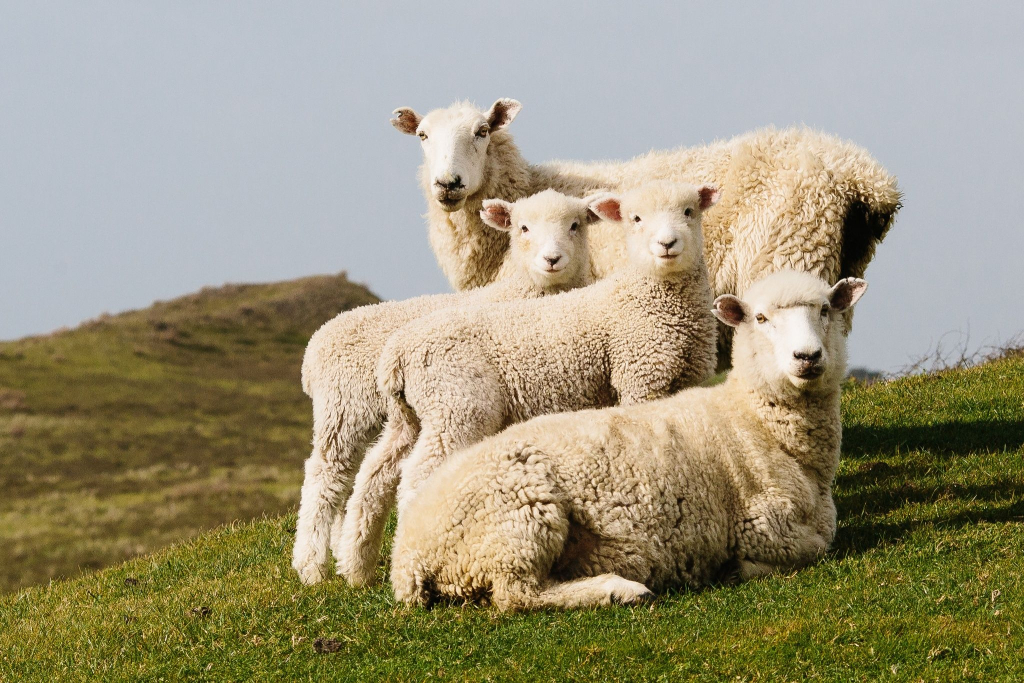 Новые гены-кандидаты, связанные с признаками мясной продуктивности овец