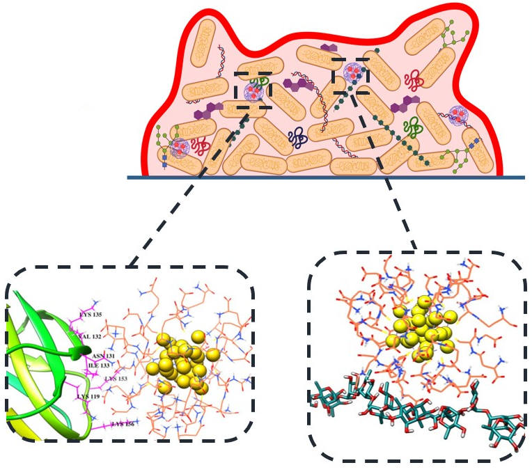 Моделирование связывания золотых нанокластеров с мишенями в матриксе бактериальных биопленок (с белками слева, с липополисахаридами справа). Источник: Стелла Евстигнеева.