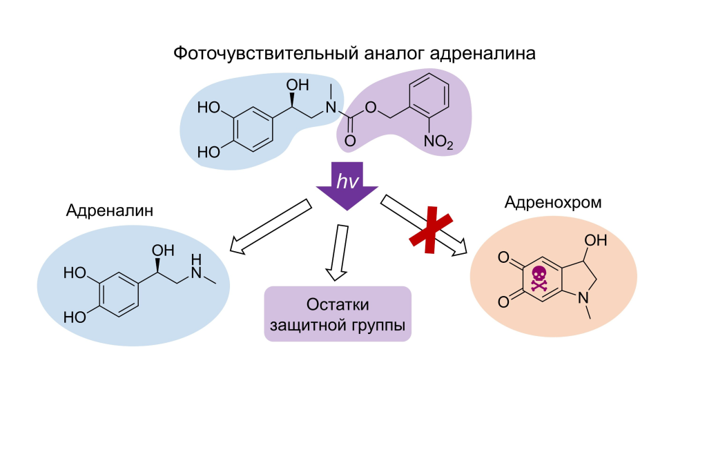 Создана молекула для фотохимического высвобождения адреналина без образования адренохрома