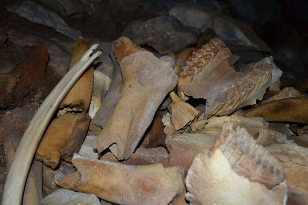 Из крупнейшего в Азии логова пещерных гиен извлечено 400 кг костей