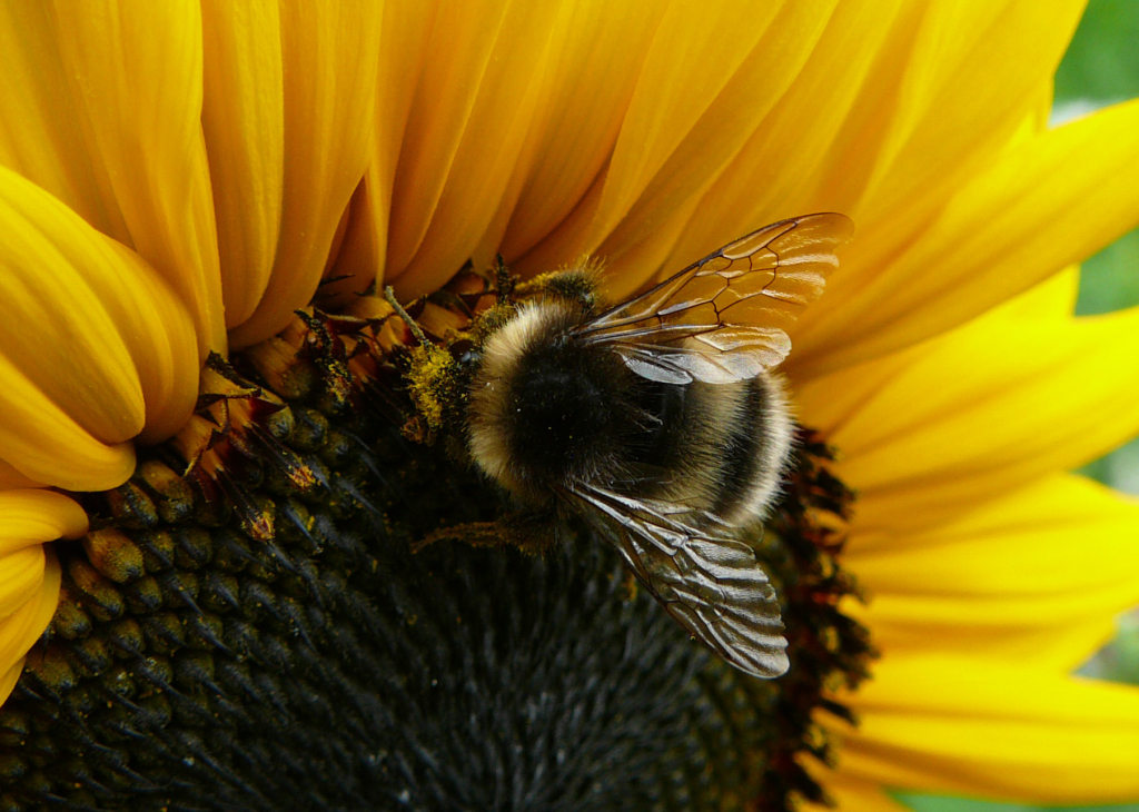 Bombus cryptarum (шмель нектарный)