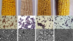 Фенотипические признаки зерна кукурузы с разными генотипами (wx; ae; wt; su), а также их гранул крахмалов, сделанных с помощью светового и сканирующего электронного микроскопа