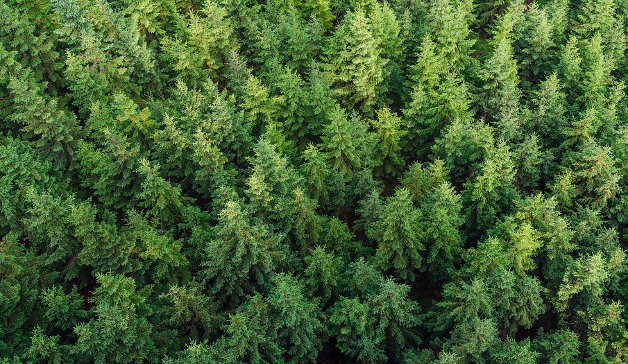 Хвойные леса сохраняют вечную мерзлоту даже в условиях глобального потепления