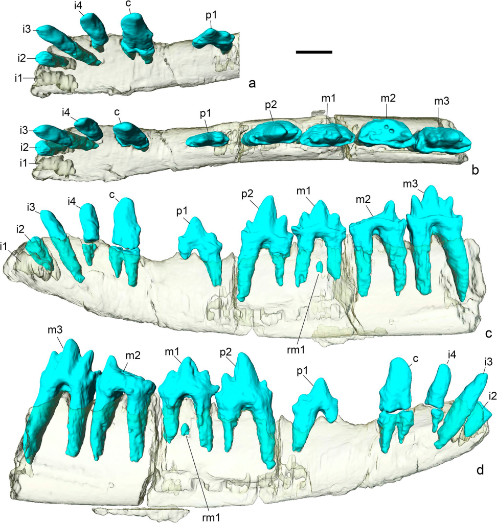 Компьютерная модель правой нижнечелюстной кости Acinacodus tagaricus Lopatin et al., 2010 с разных сторон (a—d); Россия, Кемеровская область — Кузбасс, Чебулинский район, местонахождение Шестаково 3; нижний мел (апт), илекская свита. Красными стрелками показаны ямки зубной пластинки. Обозначены резцы (i2—i4), клык (c), премоляры (p1, p2), моляры (m1—m3) и зачаток замещающего моляра (rm1). Масштаб 1 мм