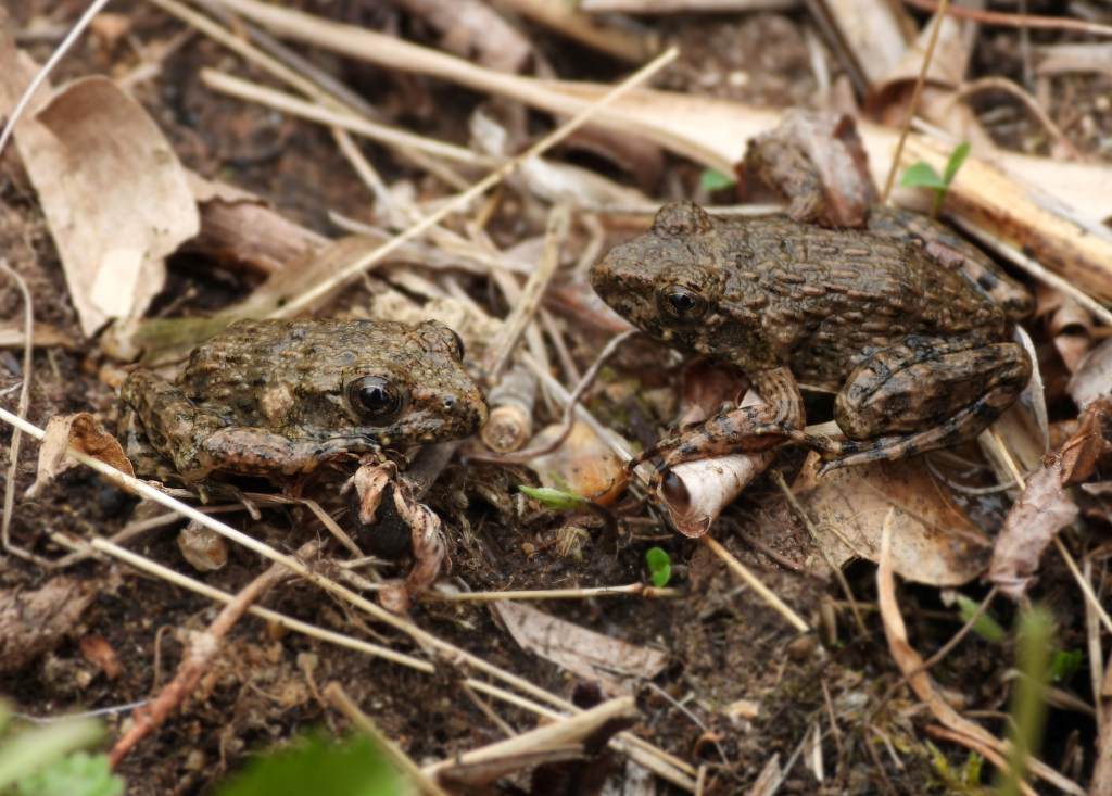 Бугорчатая лягушка