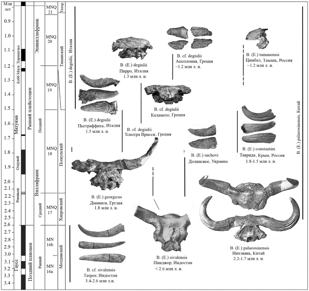 Схема хронологического положения находок представителей подрода Bison (Eobison)
