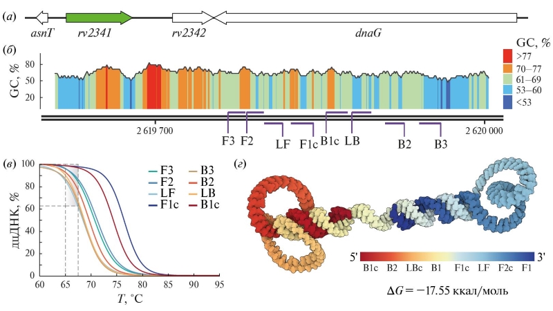Рис. 1. Характеристика гена-мишени rv2341 и набора праймеров TB2341. (а) Карта расположения мишени в геноме типового штамма M. tuberculosis H37Rv. (б) Диаграмма распределения GC-состава нуклеотидной последовательности rv2341. Схематично показано расположение сайтов отжига праймеров. (в) Моделирование кривых плавления двуцепочечной ДНК (дцДНК) в сайтах отжига праймеров при различных температурах. Пунктиром выделен исследованный температурный диапазон активности Bst-ДНК-полимеразы (65–67°C), демонстрирующий динамику и синхронность гибридизации праймеров с геном-мишенью. Сайты отжига F1c/B1c обладают повышенной Тпл, необходимой для стабильности одноцепочечных петель стартового ампликона. (г) Молекулярная модель стартового ампликона, теоретически существующая при оптимальных условиях реакции LAMP. Одноцепочечные петли позволяют праймерам отжигаться при изотермических условиях без необходимости термической денатурации ДНК. Цветовым градиентом показано расположение различных сайтов отжига и их комплементарных участков. Длина стартового ампликона – 185 нт, GC-состав – 65%