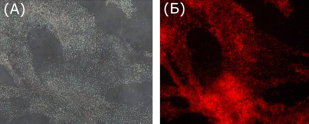 Микроскопические изображения бактериальных биопленок после окрашивания флуоресцентными золотыми нанокластерами. Источник: Стелла Евстигнеева.