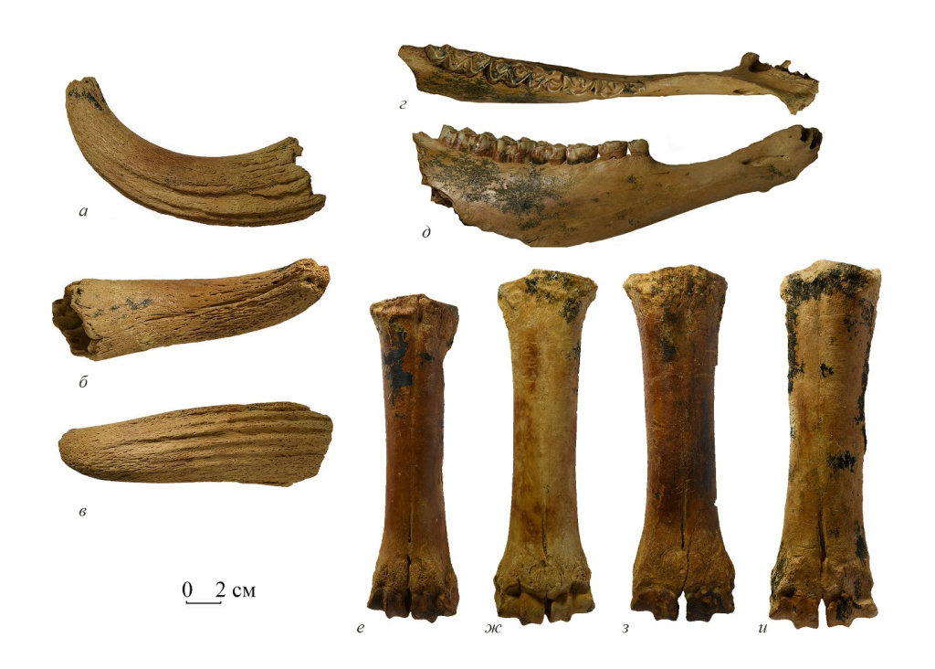  Ранний бизон из нижнего плейстоцена пещеры Таврида в Крыму