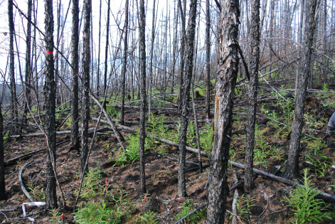 Сибирские леса могут потерять статус поглотителей углерода из-за потепления и пожаров