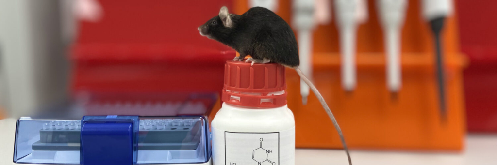 Лабораторная мышь.