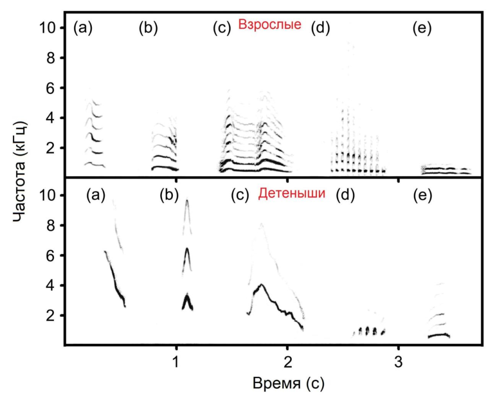 Источник: ИПЭЭ РАН Спектрограмма иллюстрирует 5 тональных типов звуков взрослых (вверху) и детёнышей (внизу) гепардов, каждый звук принадлежит разным животным или выводкам гепардов: (a) чириканье; (b) мяуканье; (c) вопль; (d) трещание; (e) уханье
